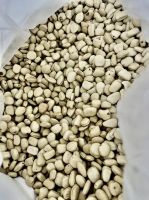 NATURAL TAMARIND SEEDS / HIGH-QUALITY AND AUTHENTIC / MADE IN VIETNAM