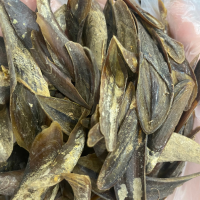 DECORATIVE MUREX OPERCULUM / FOR UNIQUE SHELL COLLECTIONS / MADE IN VIETNAM