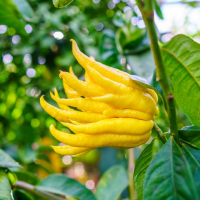 HIGHLY AROMATIC BUDDHA HAND FOR FLAVORFUL INFUSIONS PREMIUM QUALITY AND PURE / FRAGRANT CITRUS NOTES / PRICED FOR GOURMET VALUE / MADE IN VIETNAM
