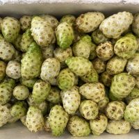 RAW NONI FRUIT / PACKED WITH NUTRIENTS / MADE IN VIETNAM