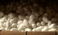 SUSTAINABLE SILK COCOON / HANDSPUN FOR CRAFTS / MADE IN VIETNAM