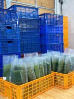 FRESH AND NATURAL BANANA LEAVES / FAMILY TRADITION / AFFORDABLE VALUE / MADE IN VIETNAM