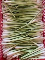 Crisp And Aromatic Fresh Lemongrass / Family Recipe / Affordable Value / Made In Vietnam