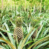 NATURALLY SWEET SUN-RIPENED PINEAPPLE BITES / FAMILY RECIPE / AFFORDABLE VALUE / MADE IN VIETNAM