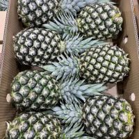 GOLDEN HARVEST TROPICAL PINEAPPLE TREATS / FAMILY RECIPE / AFFORDABLE VALUE / MADE IN VIETNAM