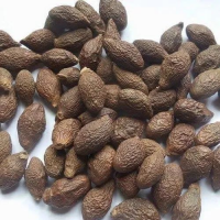 NATURAL & HIGH-QUALITY RAW MALVA NUTS / HOMEMADE GOODNESS / AFFORDABLE PRICE / MADE IN VIETNAM