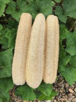 RAW LOOFAH SPONGE / SUSTAINABLE CARE / ZERO WASTE