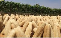 RAW NATURAL LOOFAH / CLEAN LIVING / SUSTAINABLE BATH CARE / VEGAN