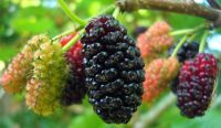 WHOLE DRIED MULBERRIES / ENERGY SUPPORT / CLEAN