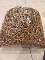 PREMIUM SHIITAKE STEM / FIBER RICH / CLEAN LABEL / PLANT-BASED