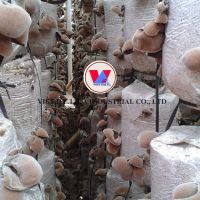 WOOD EAR MUSHROOM / CLEAN LABEL / PLANT-BASED / NATURALLY DRIED