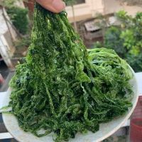 CLEAN MARINE ULVA LEAVES / NATURAL SEA VEGETABLE / PLANT-DERIVED PRODUCT