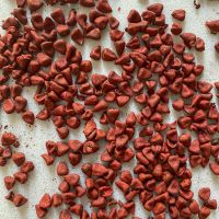 PREMIUM ANNATTO SEEDS / VEGAN FRIENDLY / NATURAL FOOD COLOR SOURCE