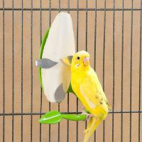 RAW CUTTLEFISH BONE / SHELL REINFORCEMENT / PURE FORMULA / MARINE-BASED