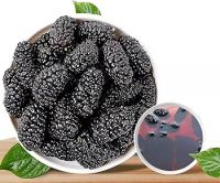 DEHYDRATED MULBERRY FRUIT / PLANT-BASED / NO
