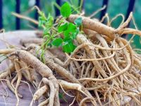 PLANT-BASED DANG SHEN ROOT / NATURAL / FOOD-GRADE MATERIAL