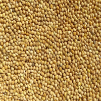 GOLDEN MILLET SEEDS / CLEAN FOOD GRADE