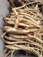 WILD DANG SHEN / DRIED ROOT PRODUCT / PLANT ORIGIN / CLEAN SOURCE