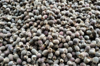 MYRTLE BERRY SUPERFOOD / NATURAL ANTIOXIDANT / CLEAN LABEL / NON-GMO