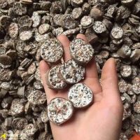 SUN-DRIED WILD BANANA / CLEANLY PROCESSED