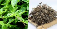 DRIED GRASS JELLY BLOCK / TRADITIONAL HERBAL COOLING / CLEAN LABEL / VEGAN