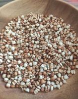 PREMIUM COIX SEED / SKIN GLOW SUPPORT