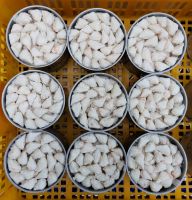 CANNED WILD CRAB MEAT / CLEAN PROCESS / READY FOR COOKING OR SALADS