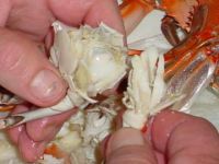 PREMIUM CRAB MEAT PEELED / HIGH PROTEIN &amp; LOW FAT / FLAKY, DELICATE, READY TO COOK / PRODUCT OF VIETNAM
