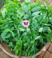 SWEET LEAF WHOLE DRY / NO ADDITIVES