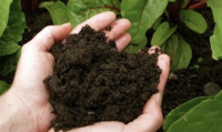 NATURAL EARTHWORM COMPOST / ECO-FRIENDLY FERTILIZER