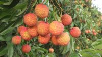 FRESH HANDPICKED LYCHEE, SIMPLY NATURAL