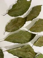 EXPORT QUALITY AVOCADO LEAF / AIR-DRIED / CLEAN SOURCE / BULK SUPPLY