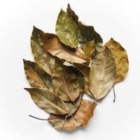 PREMIUM AVOCADO LEAVES / CLEAN ORIGIN / HANDPICKED / FOOD GRADE