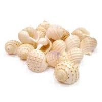 Dried Ocean Shells / Natural Texture Collection Dried Ocean Shells / Natural Texture Collection