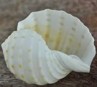 Dried Ocean Shells / Natural Texture Collection Dried Ocean Shells / Natural Texture Collection