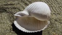 Dried Ocean Shells / Natural Texture Collection Dried Ocean Shells / Natural Texture Collection