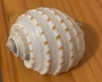 Dried Ocean Shells / Natural Texture Collection Dried Ocean Shells / Natural Texture Collection