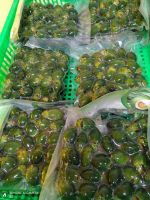 WHOLE FROZEN BETEL NUT / HAND SELECTED / TRADITIONAL PRODUCT