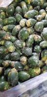 PREMIUM FROZEN ARECA NUT / FOOD-GRADE / NO ADDITIVES