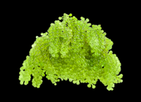 OCEAN GREEN GRAPE / PLANT DERIVED / FRESHLY PROCESSED / CLEAN LABEL