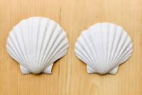 Botanic Shell Extracts  Clean Label Guaranteed