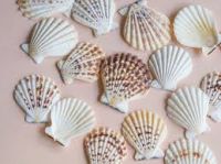 Pure Botanical Shells For Wellness Support