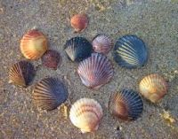Botanic Shell Extracts  Clean Label Guaranteed