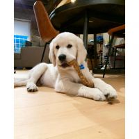 CLEAN COCONUT CHEW / FOR DOGS / PLANT DERIVED / ZERO ADDITIVES