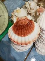 Botanic Shell Extracts  Clean Label Guaranteed