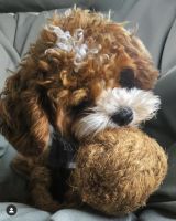 COCONUT WOOD DOG TOY / NON-TOXIC / SUSTAINABLE / PLANT DERIVED