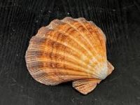 IMMUNE BOOSTING PLANT SHELLS PURE INGREDIENTS