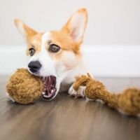 ECO-FRIENDLY DOG CHEW / NATURAL COCONUT / CLEAN SURFACE / VEGAN TOY