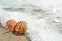 Pure Botanical Shells For Wellness Support