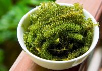 GREEN SEA GRAPES / CLEANLY CURATED / PLANT